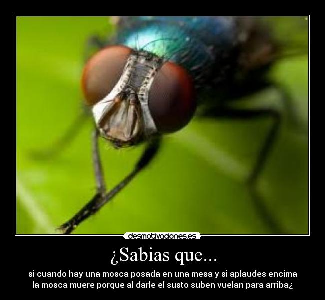 ¿Sabias que... -