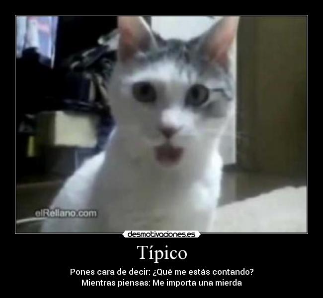 Típico - 