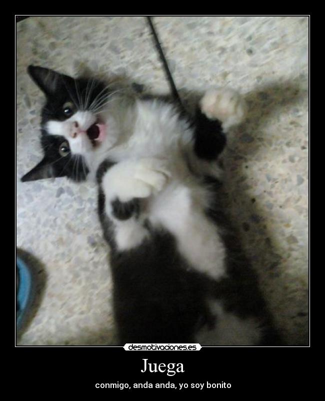 Juega - conmigo, anda anda, yo soy bonito
