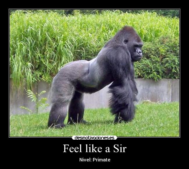 Feel like a Sir - Nivel: Primate
