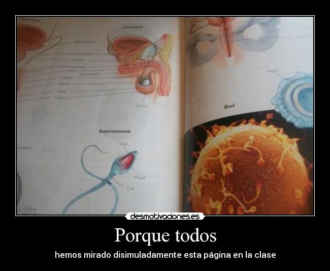 Porque todos - hemos mirado disimuladamente esta página en la clase