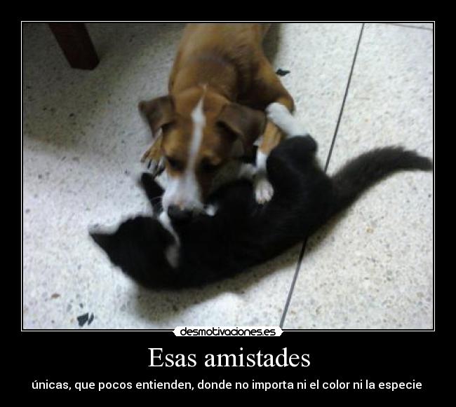 Esas amistades - únicas, que pocos entienden, donde no importa ni el color ni la especie ♥