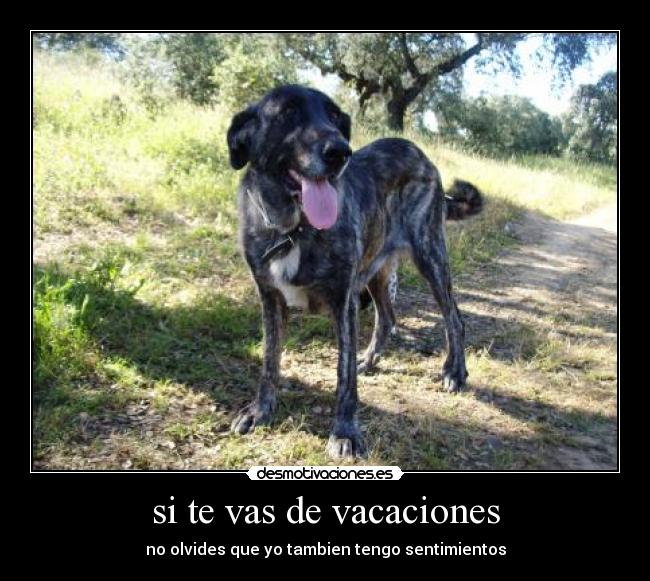 si te vas de vacaciones - 