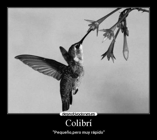 Colibrí - Pequeño,pero muy rápido