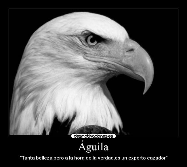 Águila - Tanta belleza,pero a la hora de la verdad,es un experto cazador