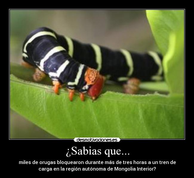 ¿Sabias que... - miles de orugas bloquearon durante más de tres horas a un tren de
carga en la región autónoma de Mongolia Interior?
