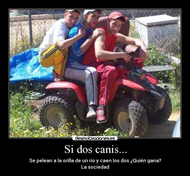 Si dos canis... - Se pelean a la orilla de un rio y caen los dos ¿Quién gana?
La sociedad