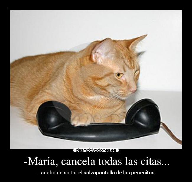 -María, cancela todas las citas... - ...acaba de saltar el salvapantalla de los pececitos.