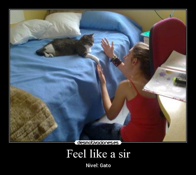 Feel like a sir -