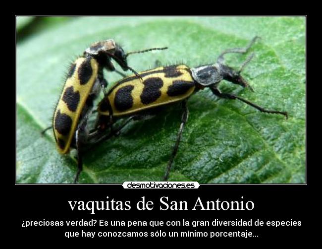 carteles vaquitas san antonio diversidad especies porcentaje desmotivaciones