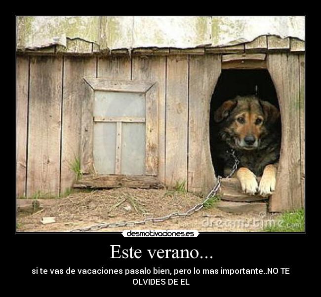 carteles verano perro desmotivaciones