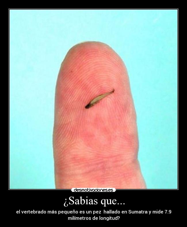 ¿Sabias que... -