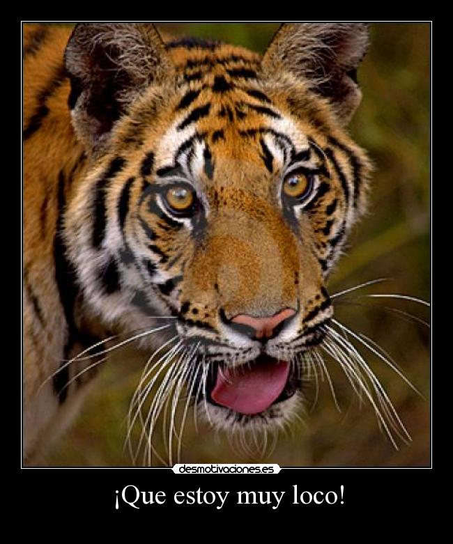 ¡Que estoy muy loco! -