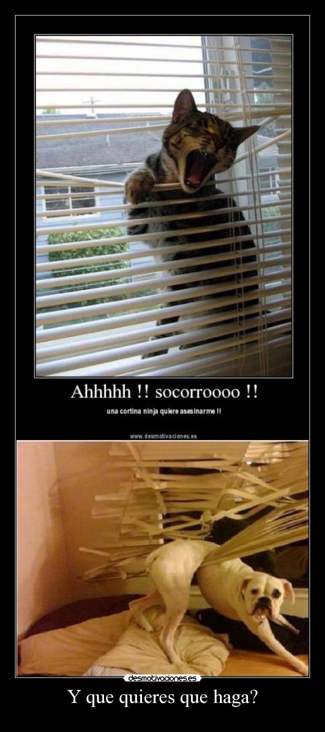 Y que quieres que haga? -