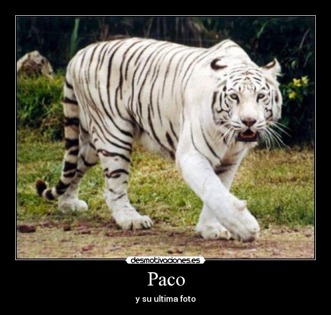 Paco - y su ultima foto