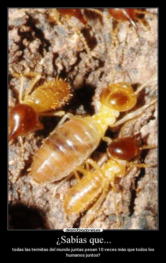 ¿Sabías que... - todas las termitas del mundo juntas pesan 10 veces más que todos los
humanos juntos?