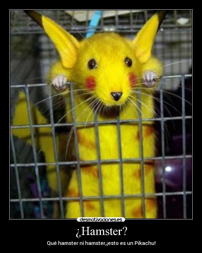¿Hamster? - Qué hamster ni hamster,¡esto es un Pikachu!