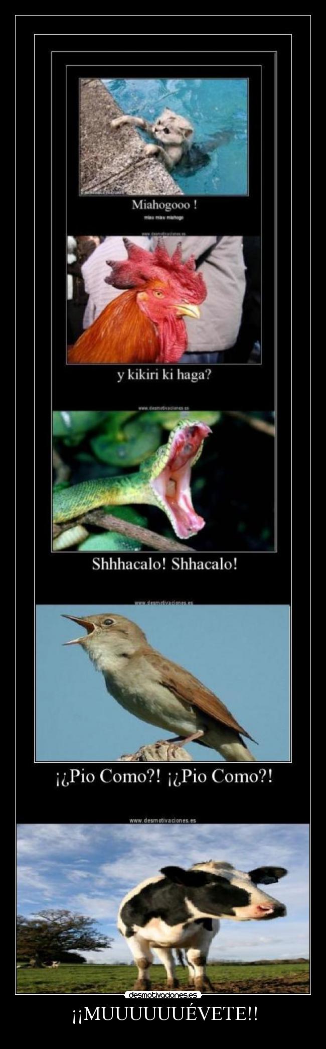 carteles vaca desmotivaciones