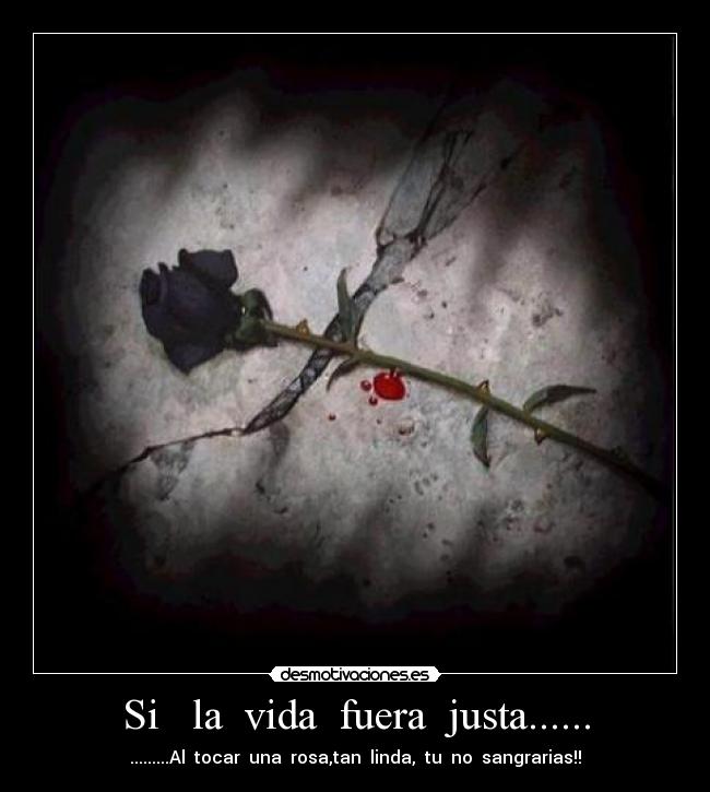 Si la vida fuera justa...... - .........Al tocar una rosa,tan linda, tu no sangrarias!!