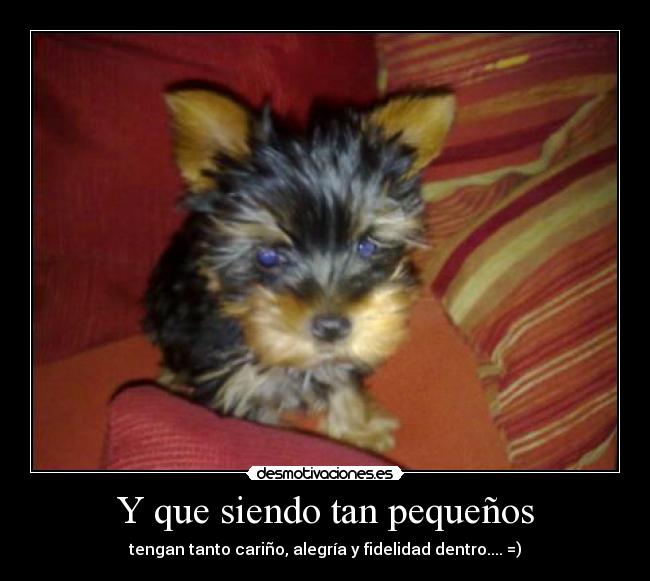 Y que siendo tan pequeños - tengan tanto cariño, alegría y fidelidad dentro.... =)