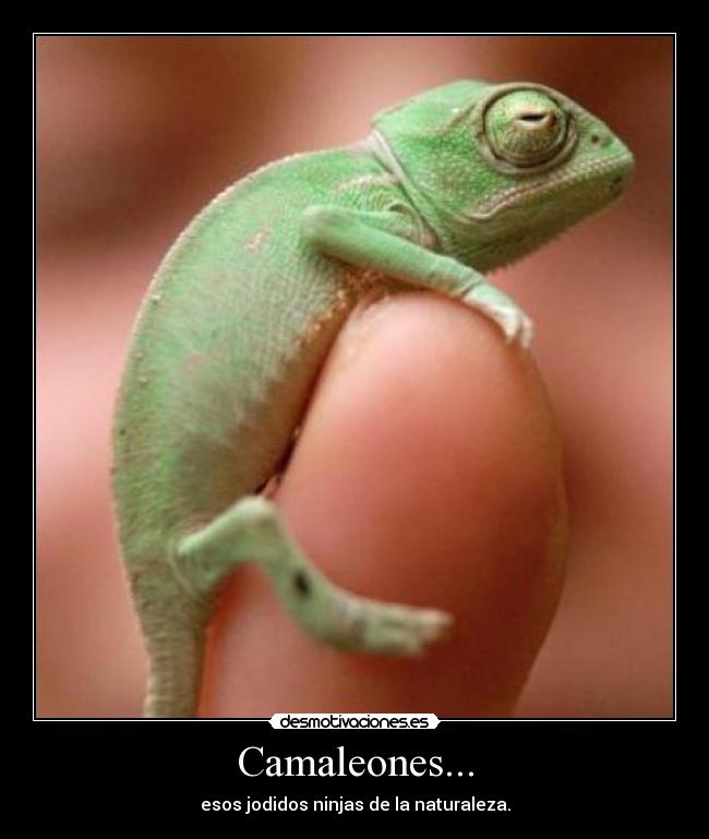 Camaleones... -