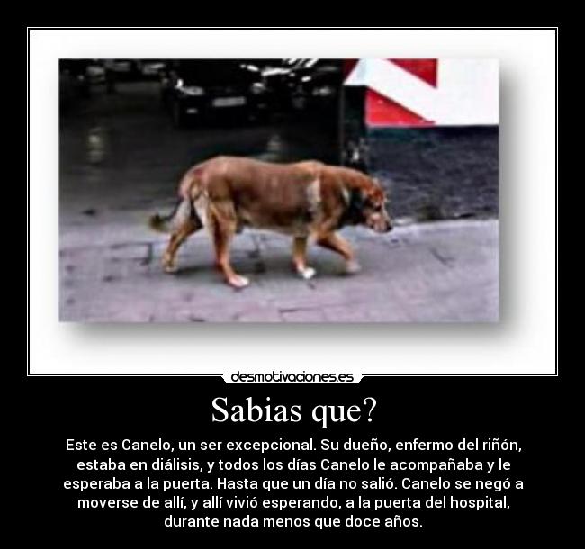 carteles perros desmotivaciones