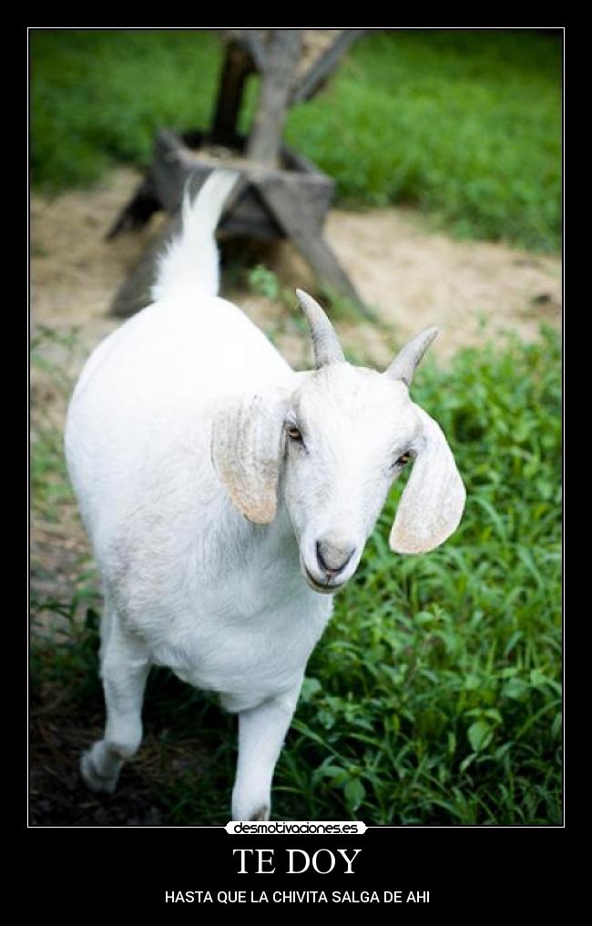 TE DOY - HASTA QUE LA CHIVITA SALGA DE AHI