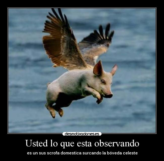 Usted lo que esta observando - es un sus scrofa domestica surcando la bóveda celeste