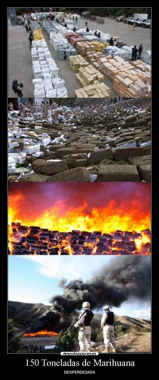 150 Toneladas de Marihuana - DESPERDICIADA