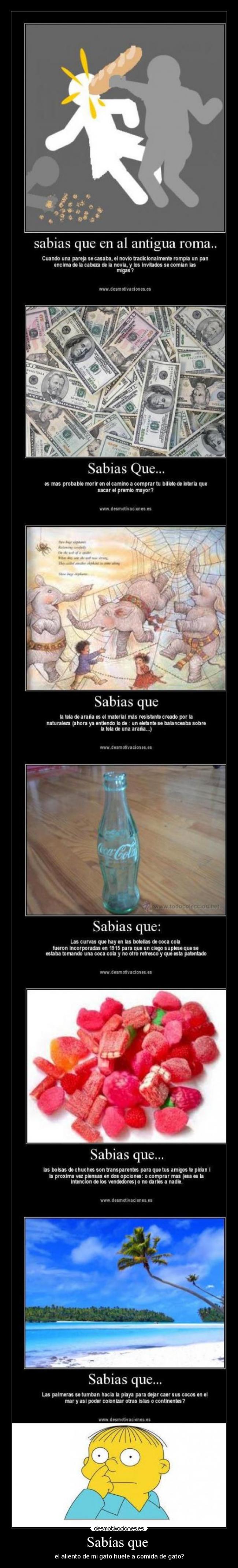 Sabías que - el aliento de mi gato huele a comida de gato?