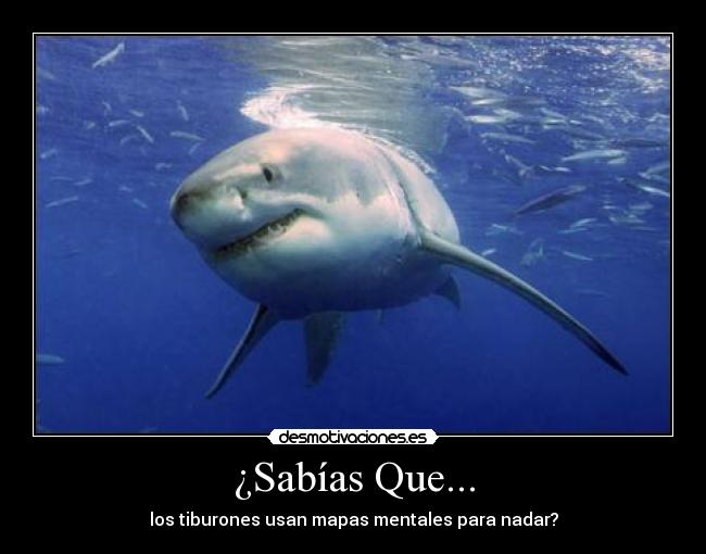 ¿Sabías Que... - los tiburones usan mapas mentales para nadar?