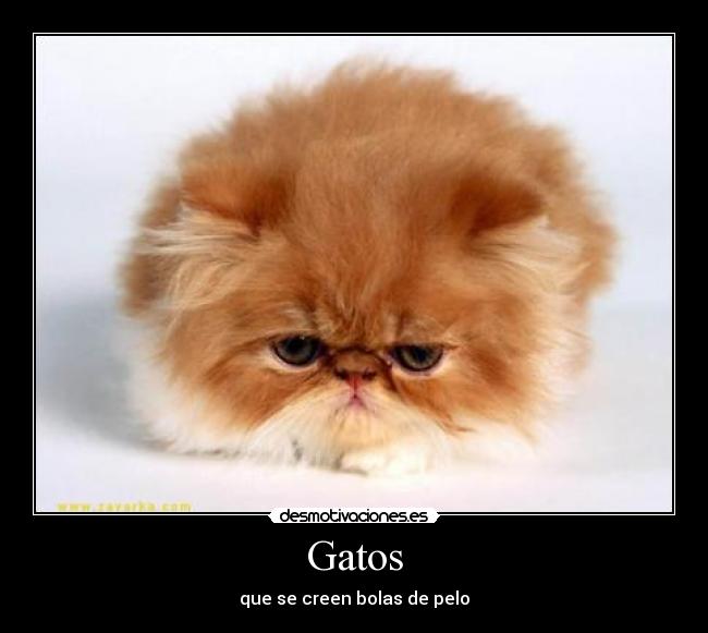 Gatos - 