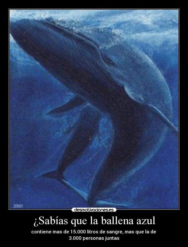 ¿Sabías que la ballena azul -