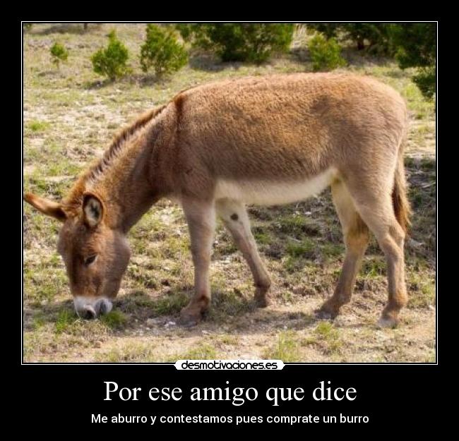 Por ese amigo que dice - Me aburro y contestamos pues comprate un burro