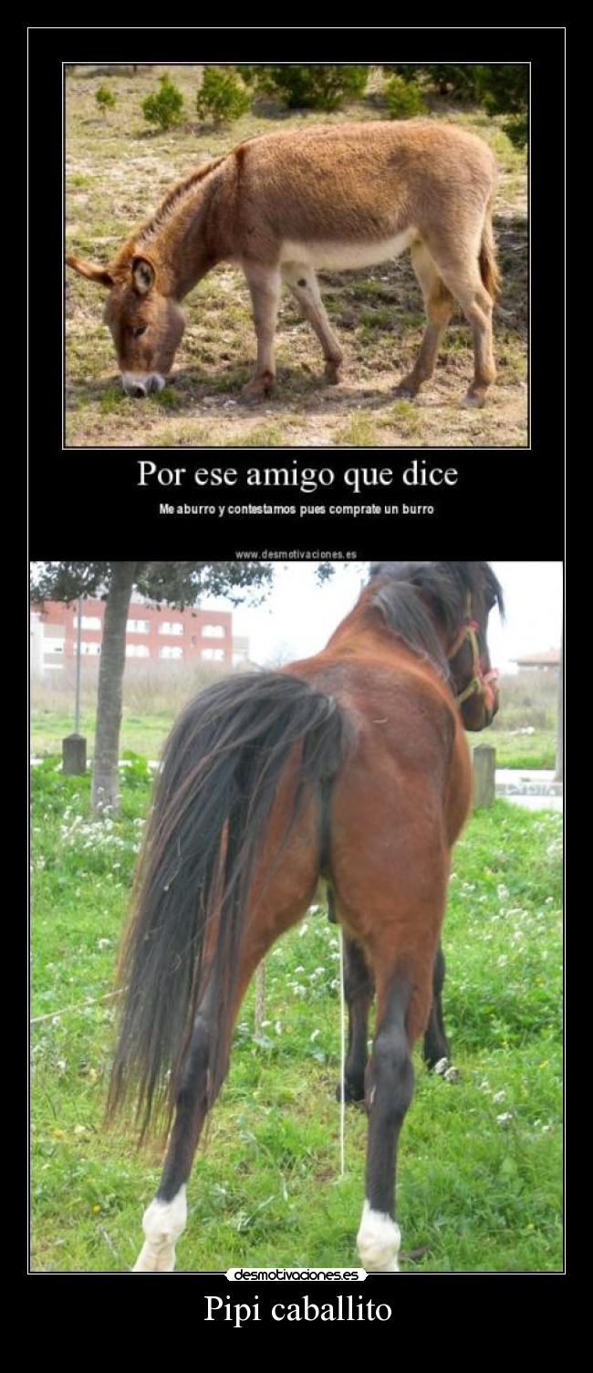 Pipi caballito -