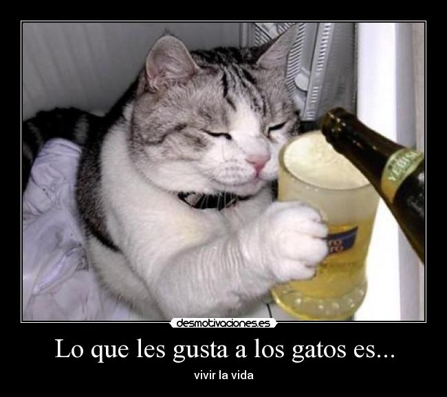 Lo que les gusta a los gatos es... -