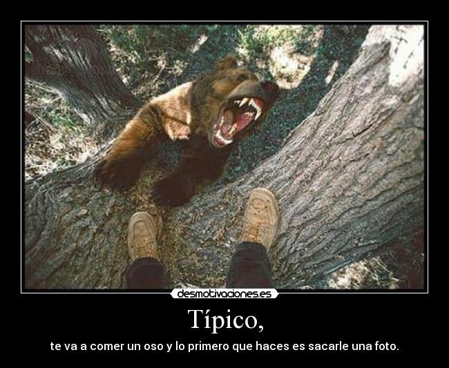 Típico, - te va a comer un oso y lo primero que haces es sacarle una foto.