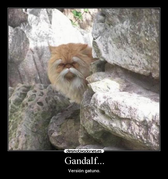 Gandalf... - Versión gatuno.