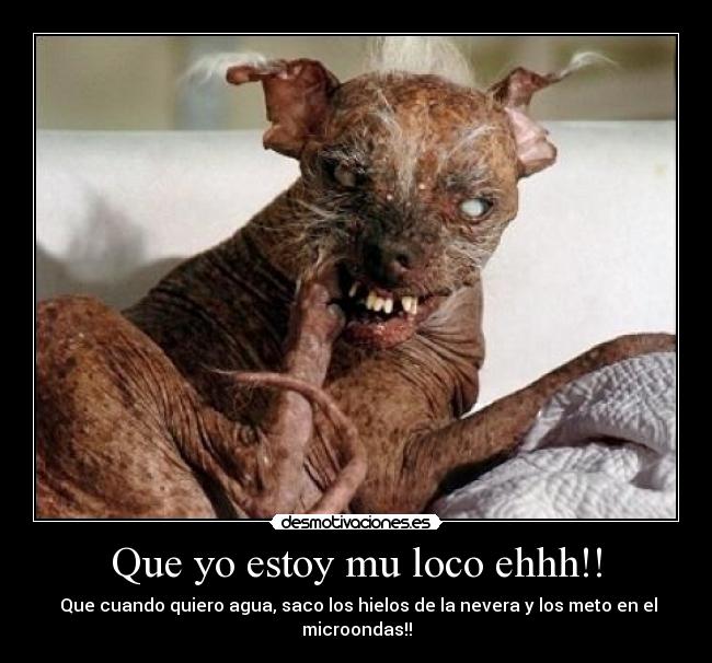 Que yo estoy mu loco ehhh!! - 