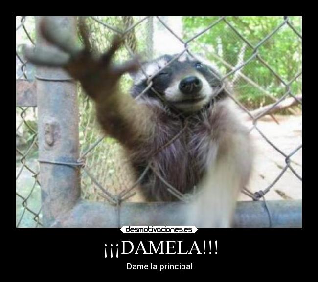 ¡¡¡DAMELA!!! - 