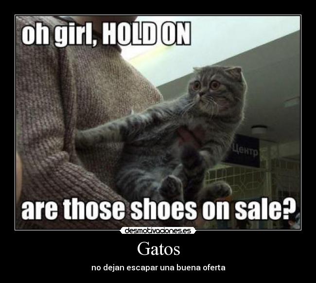 Gatos - no dejan escapar una buena oferta