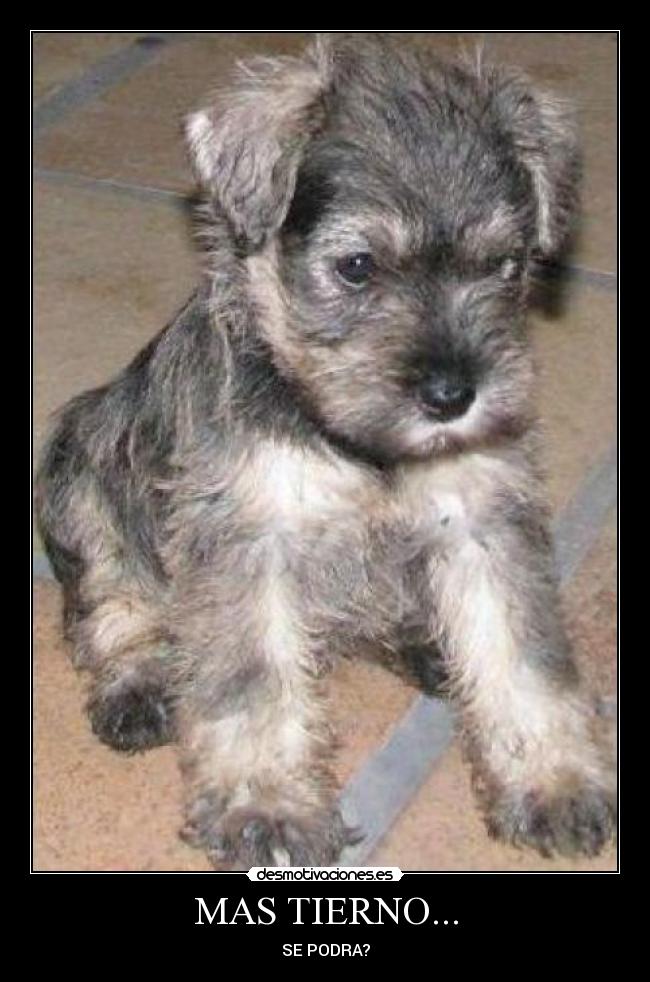 MAS TIERNO... - SE PODRA?