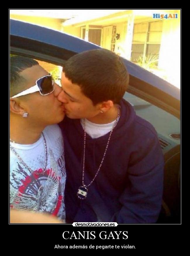 CANIS GAYS -