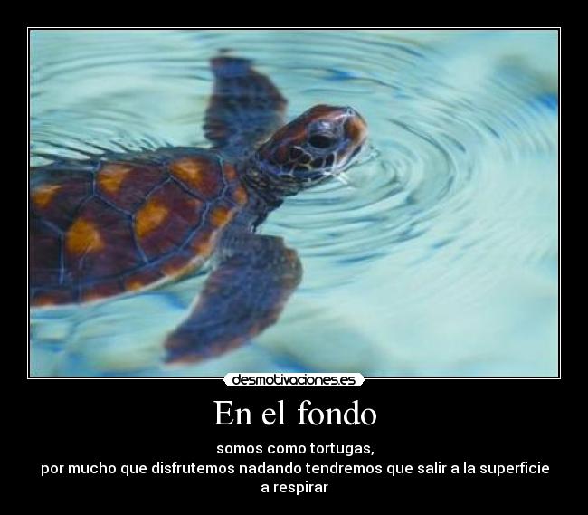En el fondo - somos como tortugas,
por mucho que disfrutemos nadando tendremos que salir a la superficie a respirar