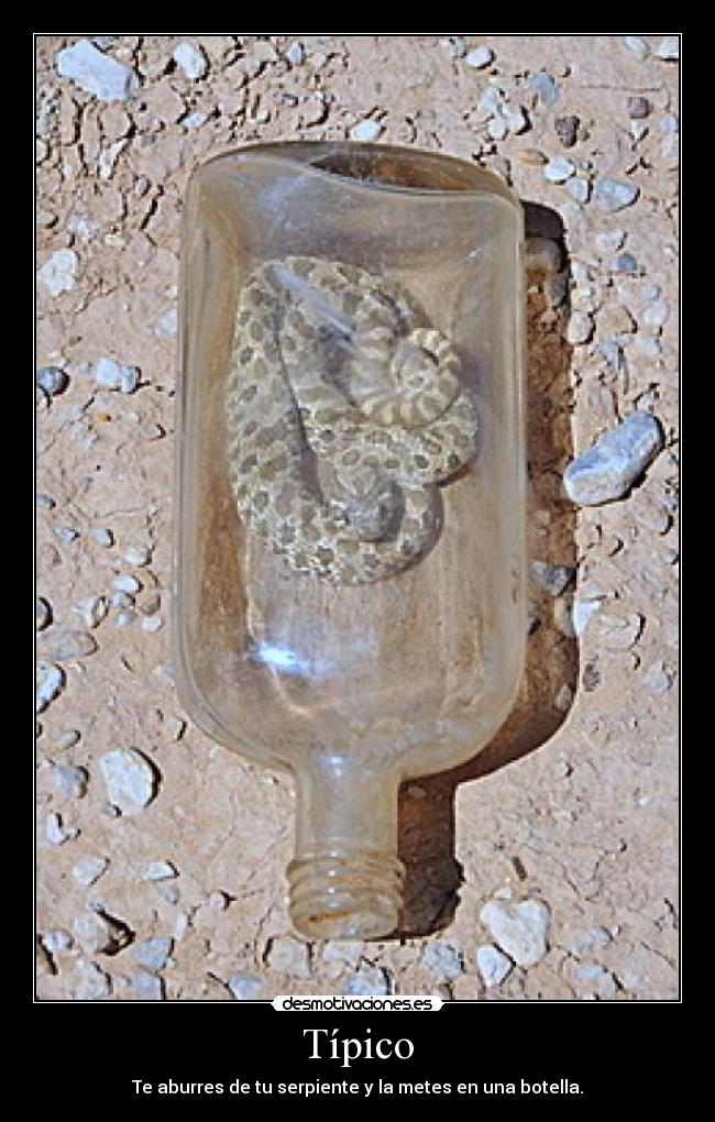 Típico - Te aburres de tu serpiente y la metes en una botella.