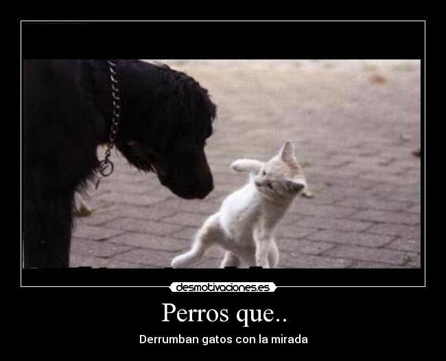 Perros que.. - Derrumban gatos con la mirada