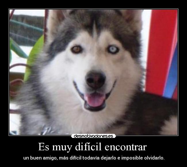 carteles desmotivaciones buen amigo olvidar desmotivaciones desmotivaciones