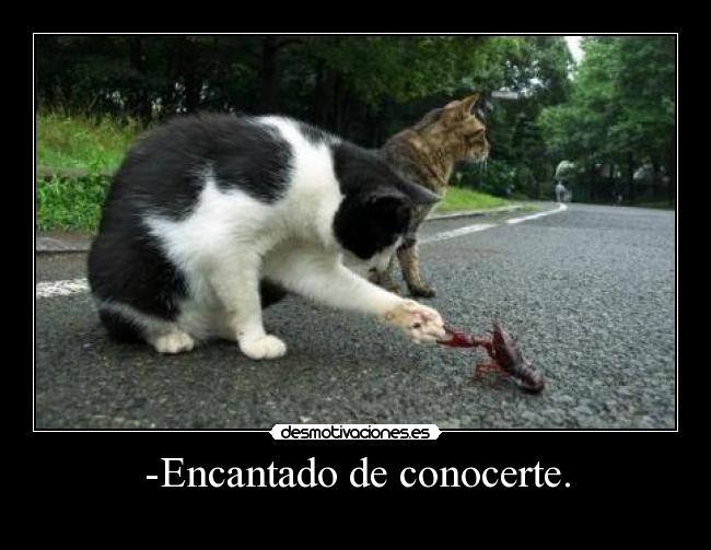 -Encantado de conocerte. -