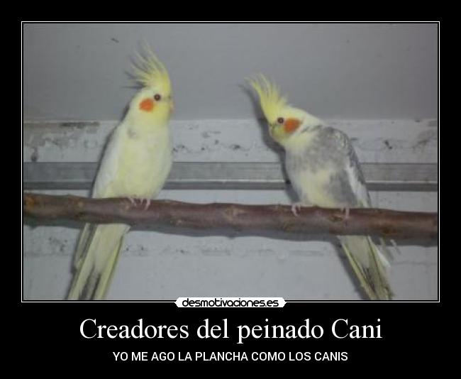 Creadores del peinado Cani - 