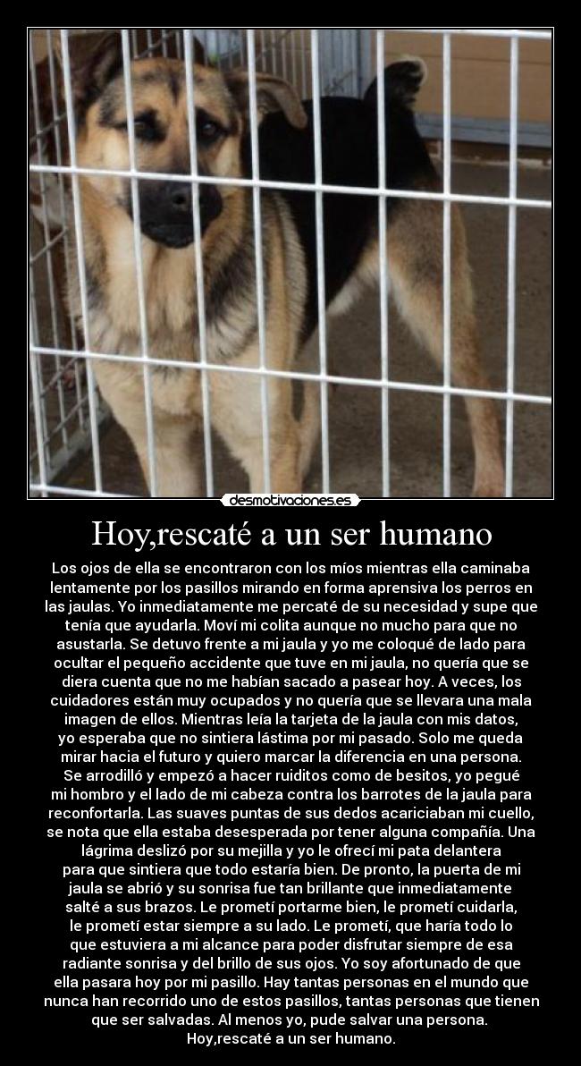 Hoy,rescaté a un ser humano - Los ojos de ella se encontraron con los míos mientras ella caminaba
lentamente por los pasillos mirando en forma aprensiva los perros en
las jaulas. Yo inmediatamente me percaté de su necesidad y supe que
tenía que ayudarla. Moví mi colita aunque no mucho para que no
asustarla. Se detuvo frente a mi jaula y yo me coloqué de lado para
ocultar el pequeño accidente que tuve en mi jaula, no quería que se
diera cuenta que no me habían sacado a pasear hoy. A veces, los
cuidadores están muy ocupados y no quería que se llevara una mala
imagen de ellos. Mientras leía la tarjeta de la jaula con mis datos,
yo esperaba que no sintiera lástima por mi pasado. Solo me queda
mirar hacia el futuro y quiero marcar la diferencia en una persona.
Se arrodilló y empezó a hacer ruiditos como de besitos, yo pegué
mi hombro y el lado de mi cabeza contra los barrotes de la jaula para
reconfortarla. Las suaves puntas de sus dedos acariciaban mi cuello,
se nota que ella estaba desesperada por tener alguna compañía. Una
lágrima deslizó por su mejilla y yo le ofrecí mi pata delantera
para que sintiera que todo estaría bien. De pronto, la puerta de mi
jaula se abrió y su sonrisa fue tan brillante que inmediatamente
salté a sus brazos. Le prometí portarme bien, le prometí cuidarla,
le prometí estar siempre a su lado. Le prometí, que haría todo lo
que estuviera a mi alcance para poder disfrutar siempre de esa
radiante sonrisa y del brillo de sus ojos. Yo soy afortunado de que
ella pasara hoy por mi pasillo. Hay tantas personas en el mundo que
nunca han recorrido uno de estos pasillos, tantas personas que tienen
que ser salvadas. Al menos yo, pude salvar una persona.
Hoy,rescaté a un ser humano.
